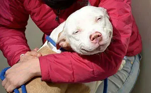 These 223 Dogs On Their First Day Of Adoption Will Make You Want To Adopt One Too