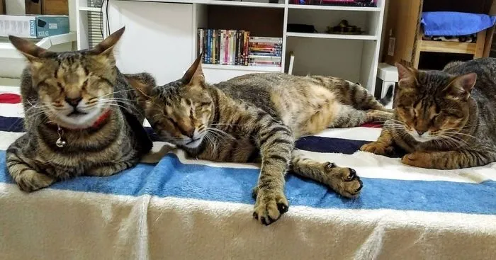 Nobody Wanted These 3 Blind Cats, Until This Woman Decided To Adopt Them