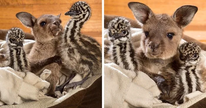 Baby Kangaroo Snuggles Baby Emus And It's Too Cute