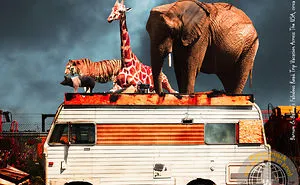 Barnum And Bailey's Fabulous Road Trip Vacation By Wingsdomain Art And Photography