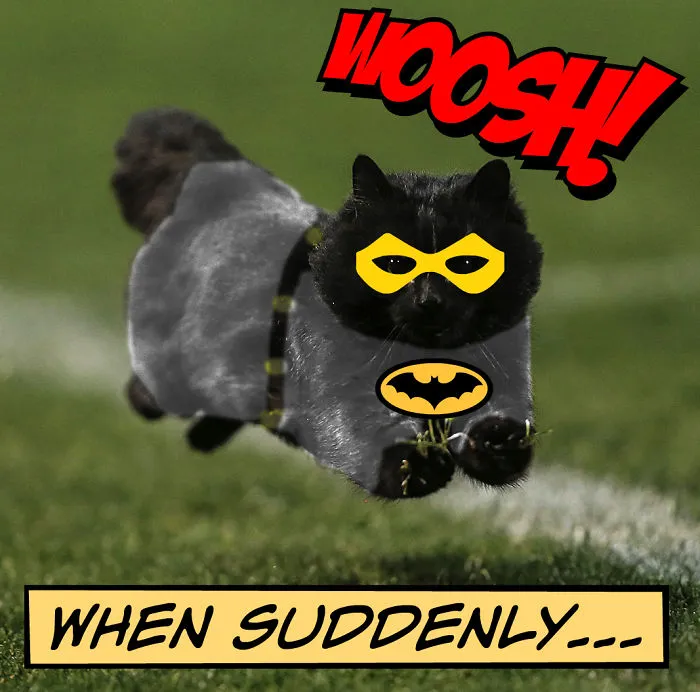 Bat-cat