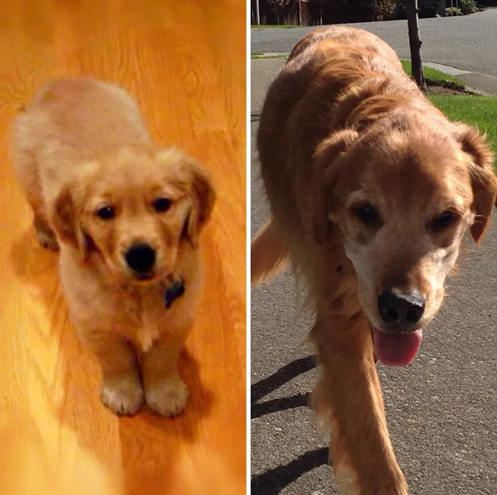 My Mickey On His First And Last Day At My House