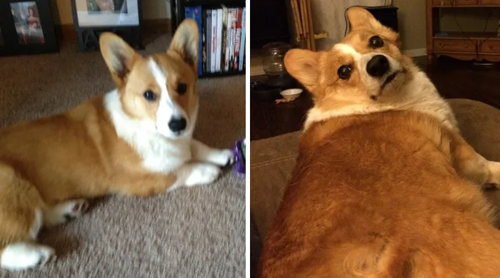 This Is The First And Last Photo I Took Of Our Dog Millie