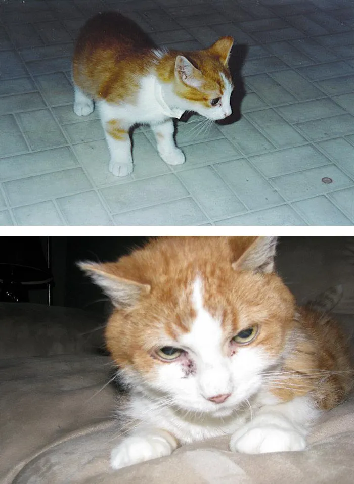 This Is My Cat's First And Last Picture