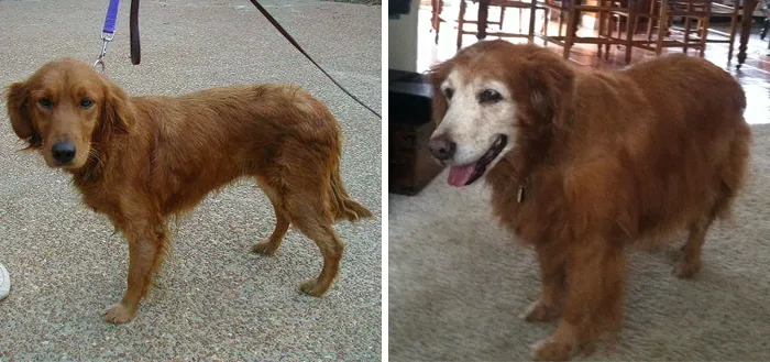 The First And Last Pics Of  My Dog Addie