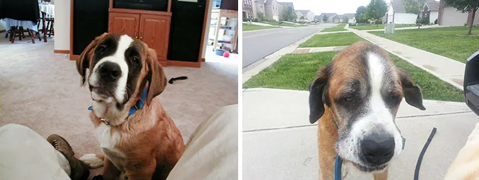 Had To Say Goodbye To Our Companion Of 14 Years Today. Here Are His Pictures From His First Month And Last Month With Us