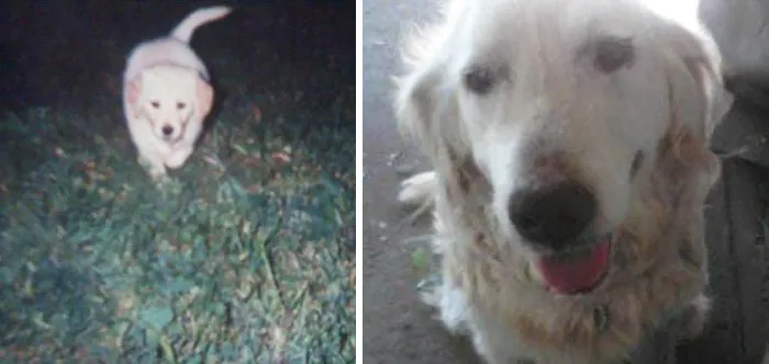 Rip Lizzy. First And Last Pics I Took Of Her