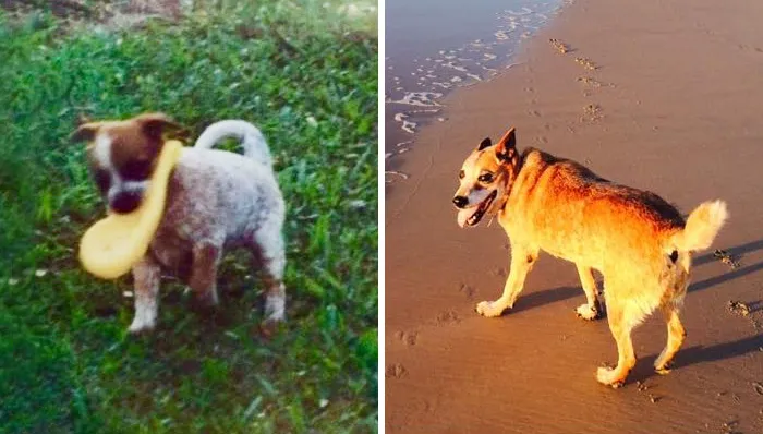 My Red Girl Just Passed Away In April This Year At 14.5 Years Of Age. We Got Her At Six Weeks