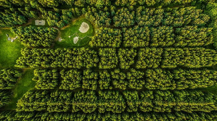The Playground