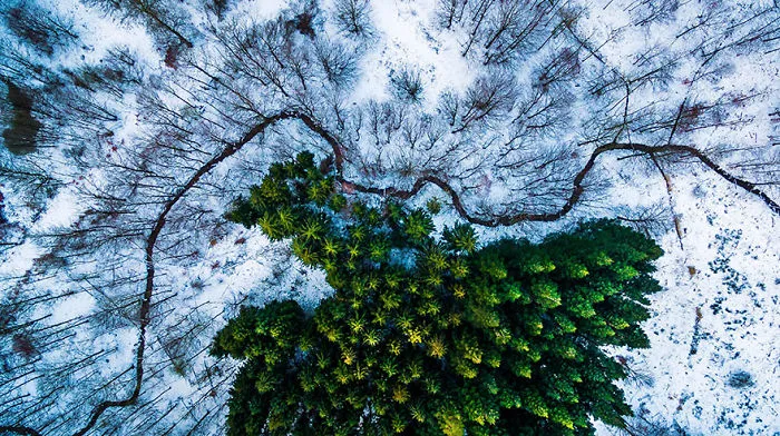 1st Prize Winner – Category Nature Wildlife: Kalbyris Forest Denmark