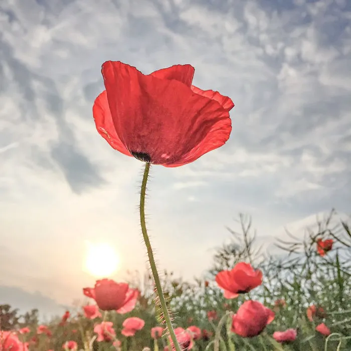 Lone Bjorn From Zurich, Switzerland, 1st Place, Flowers