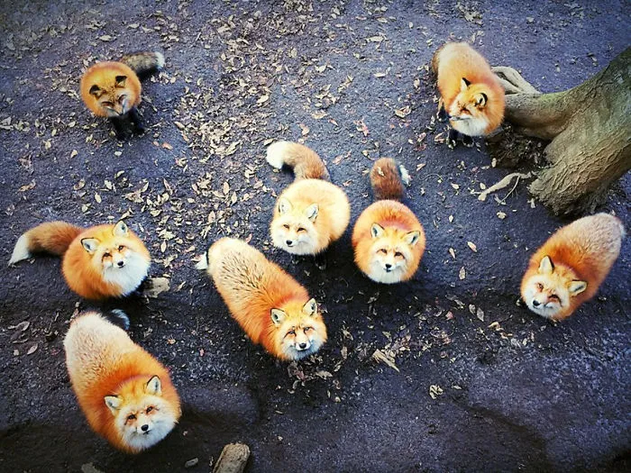 Erica Wu From San Francisco Ca, United States, 1st Place, Animals