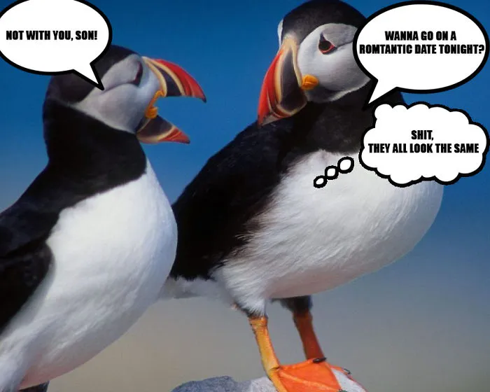 Light My Fire: Make These Two Birds Talk To Each Other