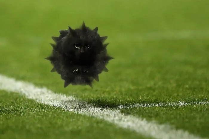 Blackat Ball