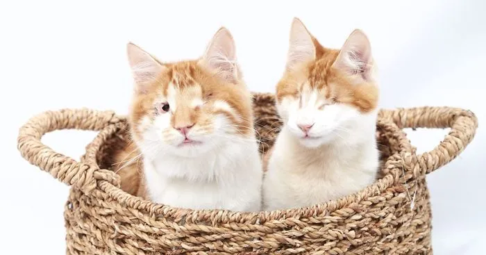 Blind Kitten Twins Are There For Each Other From Day One