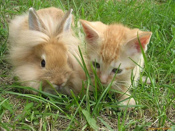 64 Animal Brothers From Other Mothers
