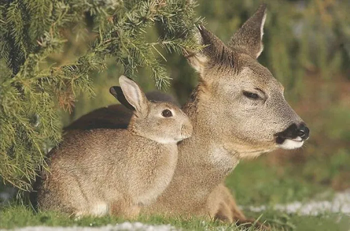 64 Animal Brothers From Other Mothers