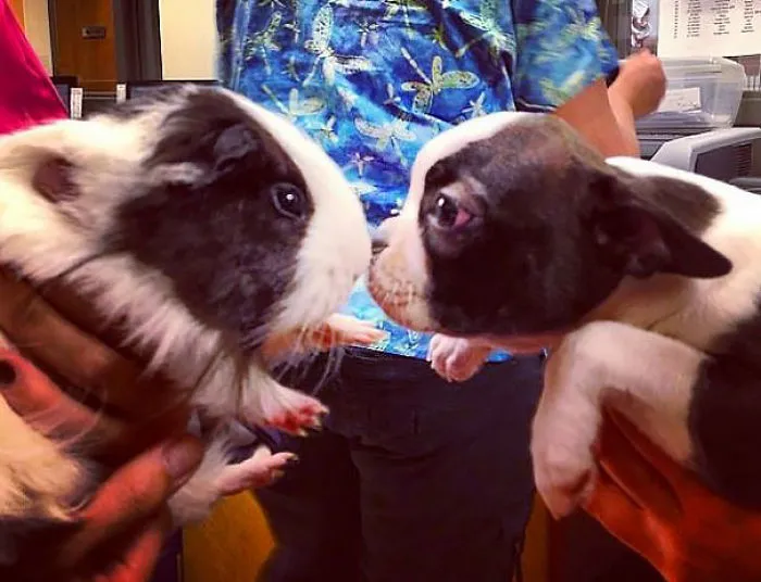 64 Animal Brothers From Other Mothers