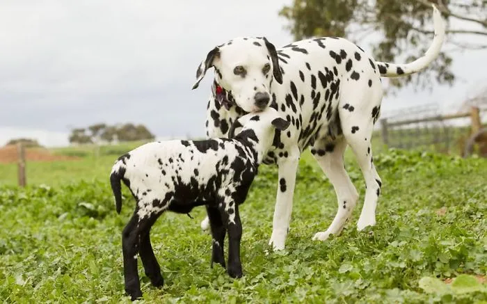 64 Animal Brothers From Other Mothers