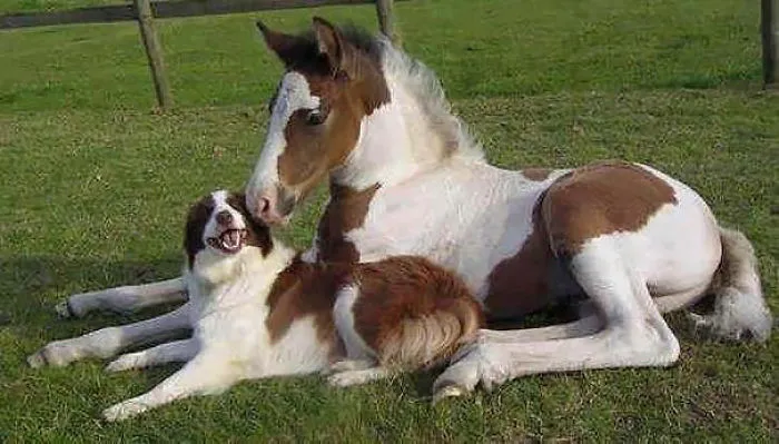 64 Animal Brothers From Other Mothers
