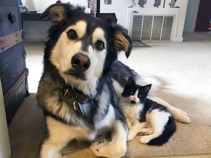 64 Animal Brothers From Other Mothers