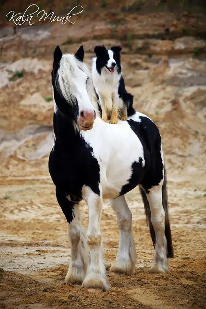 64 Animal Brothers From Other Mothers