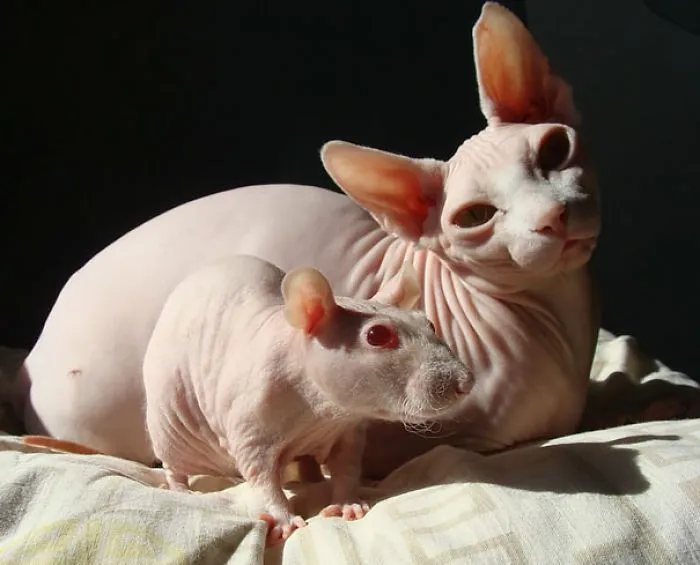 64 Animal Brothers From Other Mothers