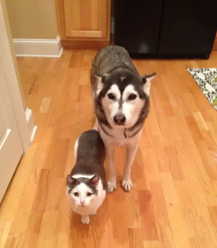64 Animal Brothers From Other Mothers
