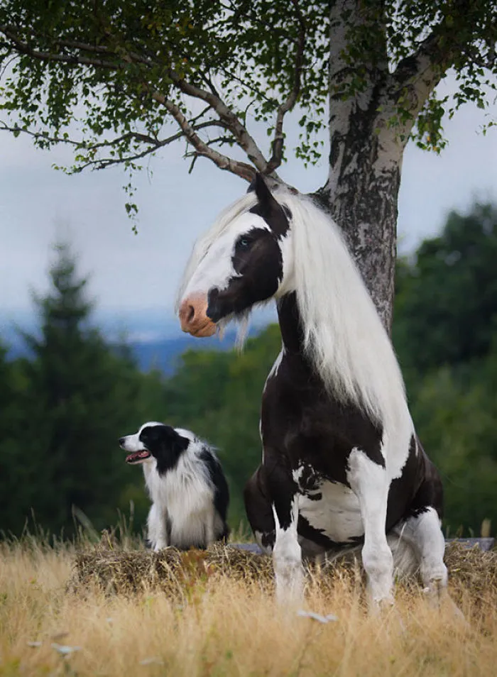 64 Animal Brothers From Other Mothers