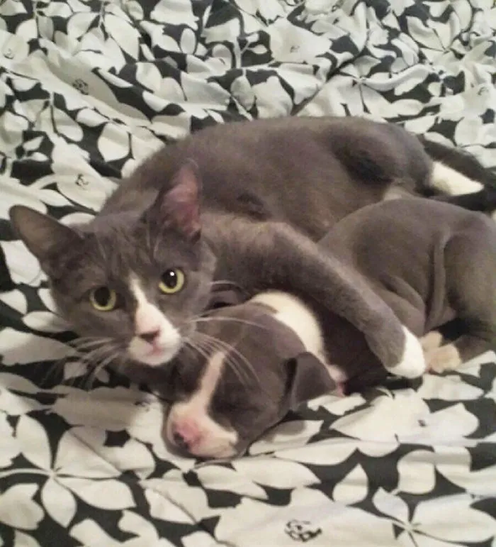 64 Animal Brothers From Other Mothers