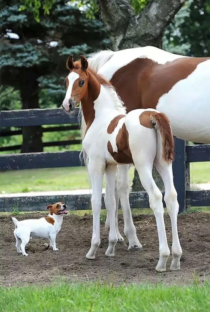 64 Animal Brothers From Other Mothers