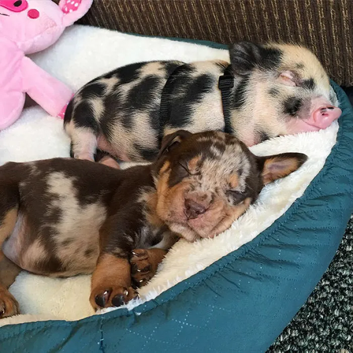 64 Animal Brothers From Other Mothers