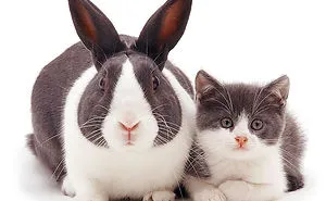 64 Animal Brothers From Other Mothers