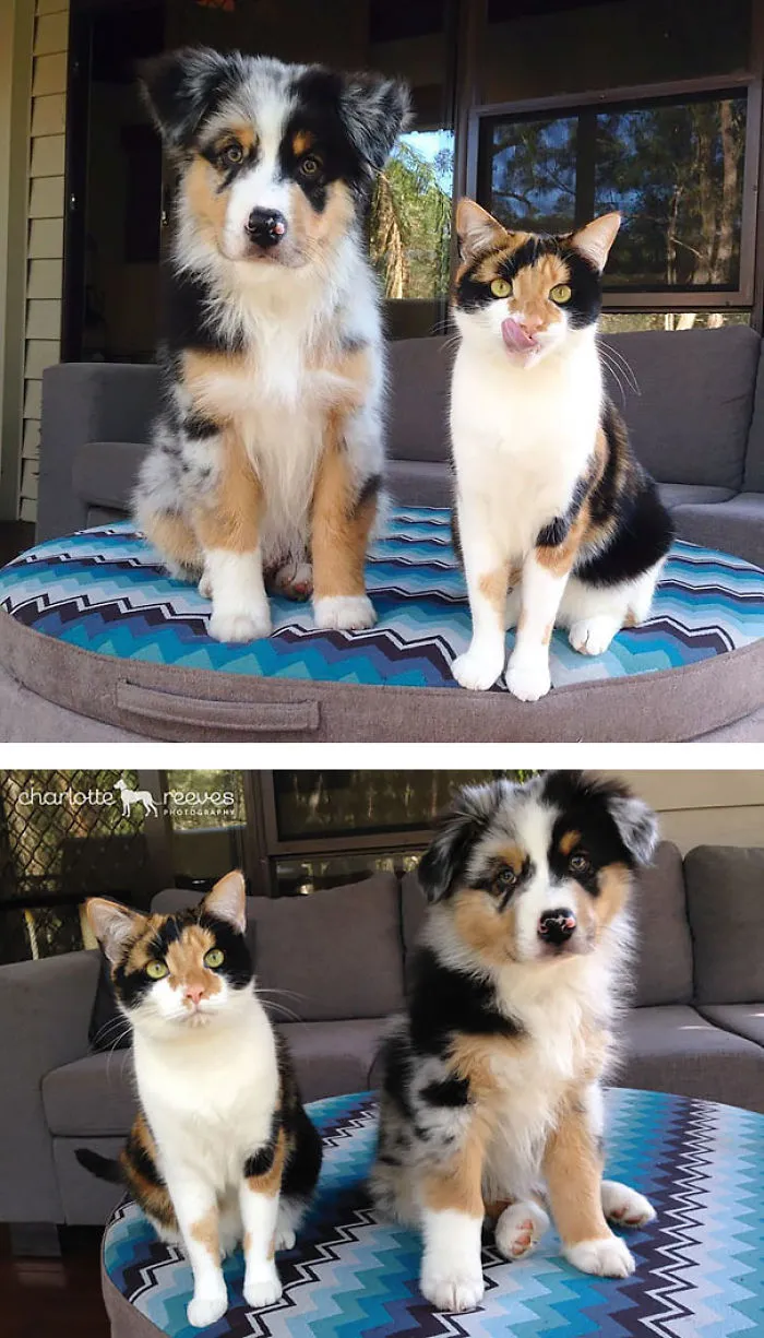 64 Animal Brothers From Other Mothers