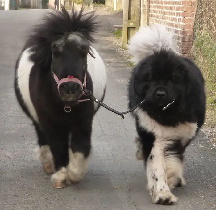 64 Animal Brothers From Other Mothers