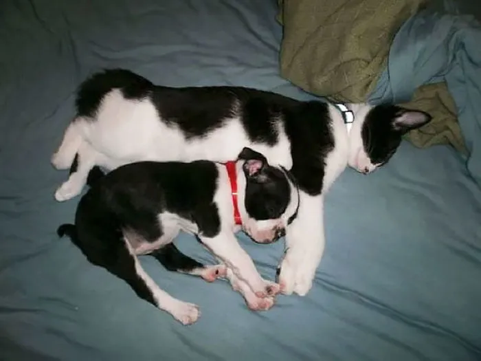 64 Animal Brothers From Other Mothers