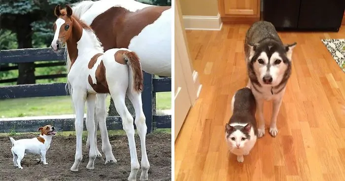 64 Animal Brothers From Other Mothers