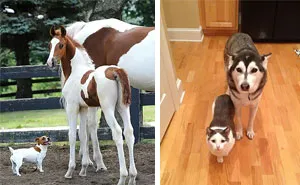 64 Animal Brothers From Other Mothers
