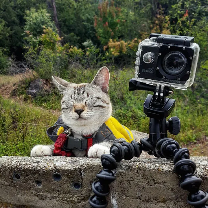 Human Said Say Cheese. Yet, I Don't See Any Cheese.  I Have Been Deceived
