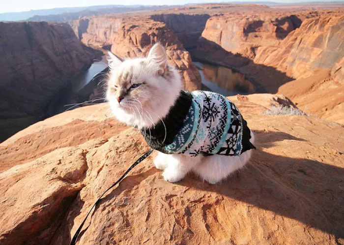 A Glorious View.  Atop This Boulder, I Perch.  Time For A Cat Nap