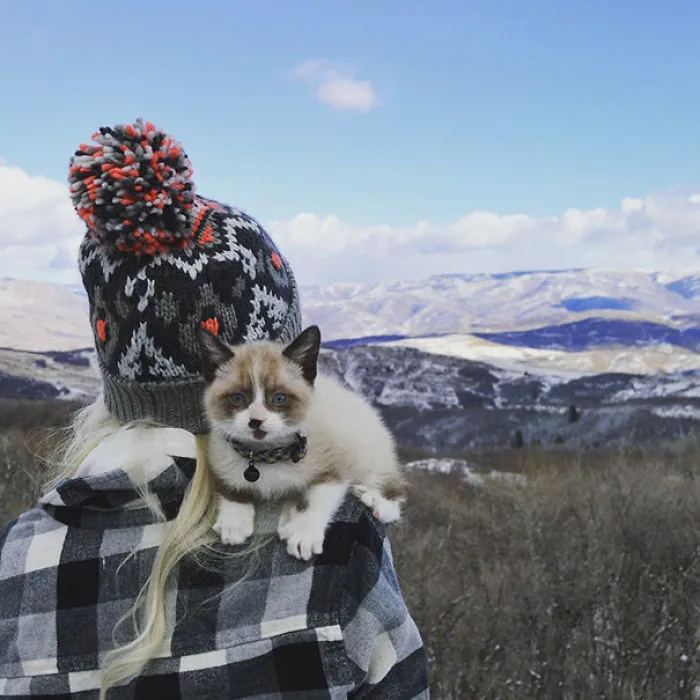 Human Shoulder? No. The Throne Upon Which I Rule