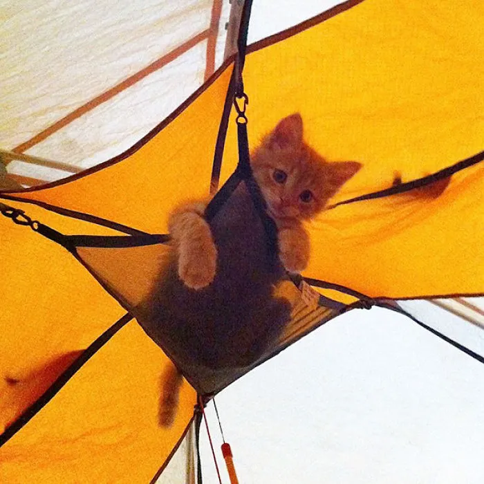 The Littlest Camper