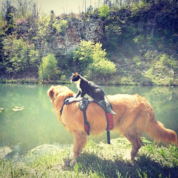 Camping Buddies
