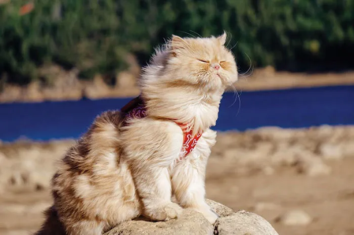 Pure Purrrfection