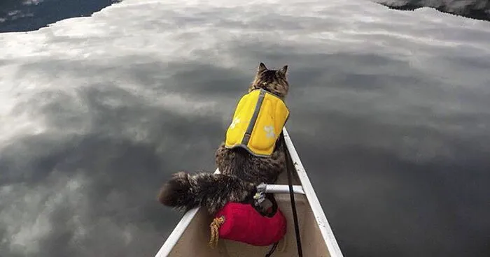 "Camping With Cats” Instagram Will Inspire You To Go Hiking With Your Cat