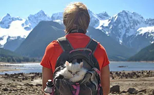 "Camping With Cats” Instagram Will Inspire You To Go Hiking With Your Cat
