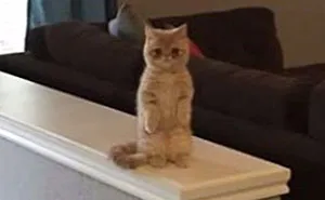 Meet Human-Cat Who Keeps Standing On 2 Legs And Judging His Owners