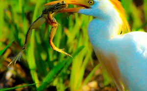 Frog Legs?