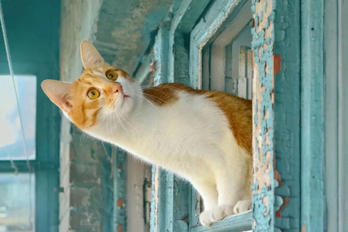 How To Make Your Cats To Work For You?