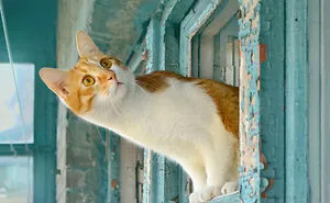 How To Make Your Cats To Work For You?